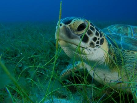 Green turtle eating seagrass